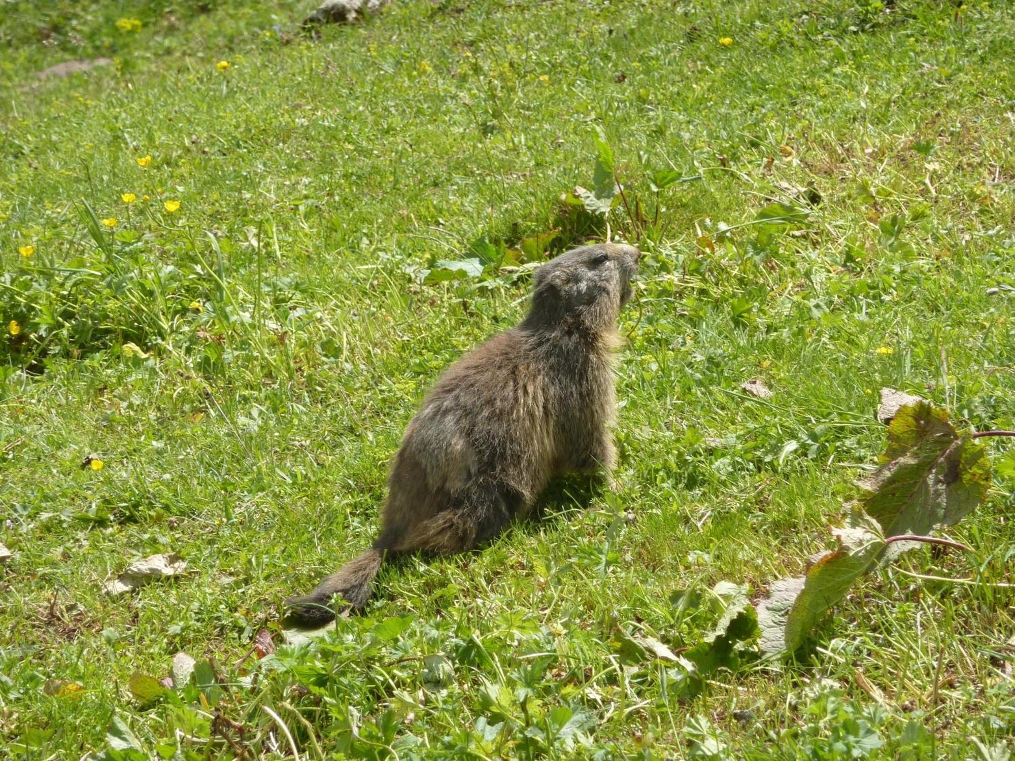 Les Glieres - Champagny-En-Vanoise La Plagne Bagian luar foto